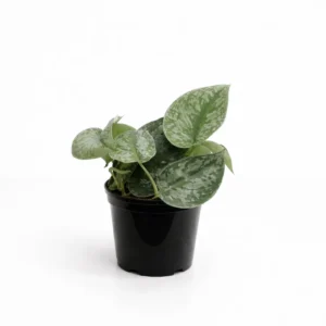 A beautiful trailing indoor plant with large heart-shaped leaves splashed with shimmering silver variegation. Perfect for climbing or cascading from a 15cm nursery pot.