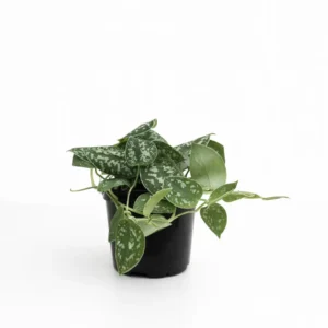 Epipremnum pictus indoor plant with velvety green leaves and silver variegation in 15cm black plastic grow pot on white background