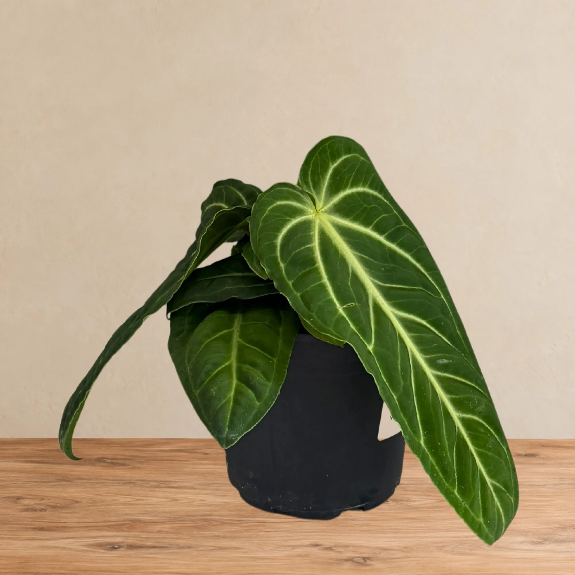 Anthurium villenaorum indoor plant with elongated velvety green textured leaves and prominent pale veins in a black nursery pot displayed on a wooden surface with a beie backgrounds