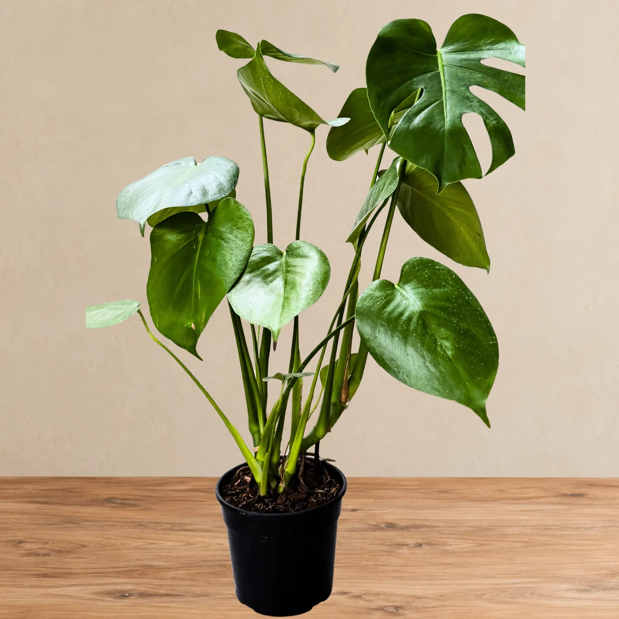 Delicious Monster indoor plant with large glossy green heart-shaped leaves and distinctive split foliage in a black nursery pot on a timber surface.