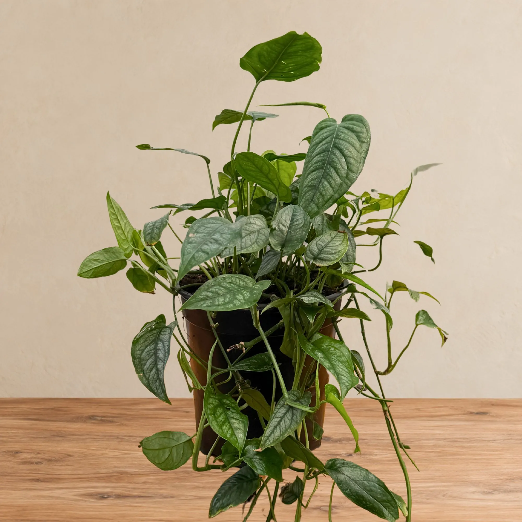 Monstera siltepecana indoor plant with elongated silver-green leaves and contrasting dark green veins in a black nursery pot displayed on a wooden surface with a beige background